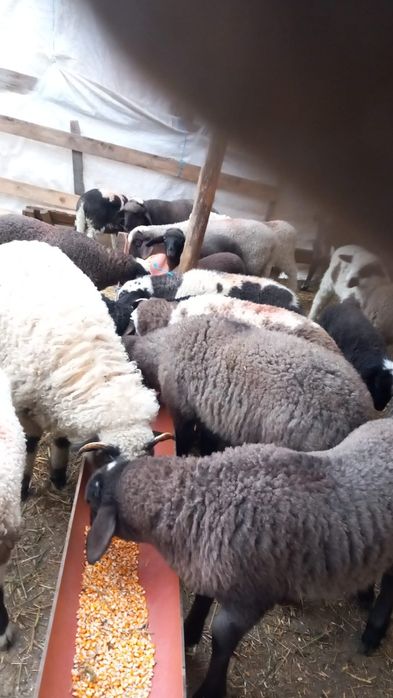 Miei de vanzare la 43 lei kg