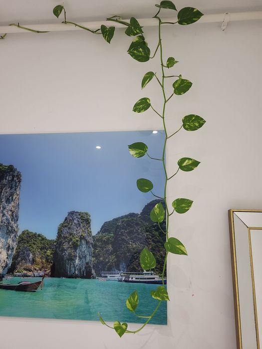 De vânzare 4 flori cu ghiveci din care una este lungă de 4 m