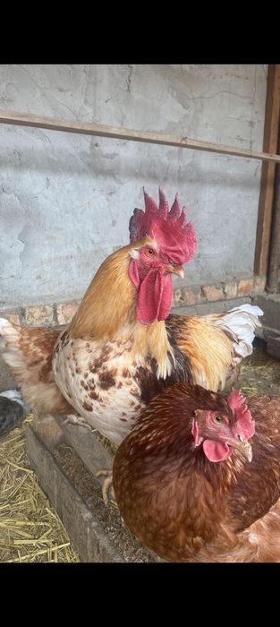 Ломан    Тауық курица куры