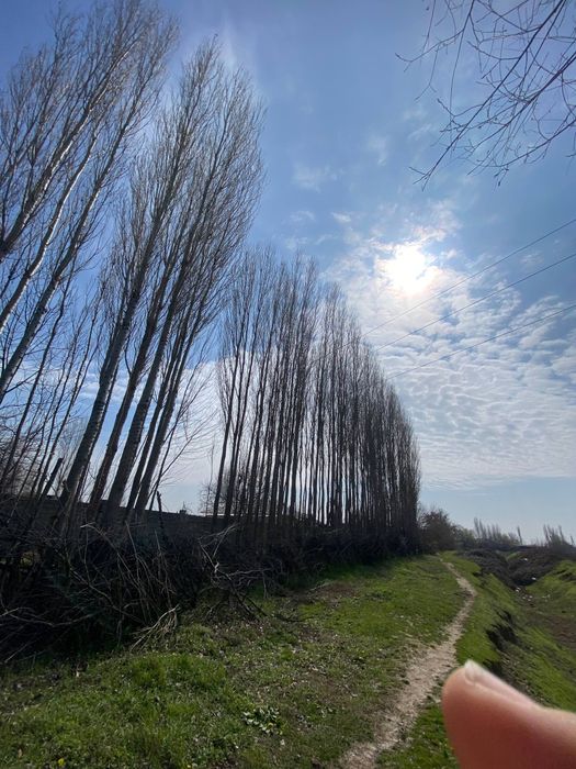 Тераклар сотилади, продаётся тополя