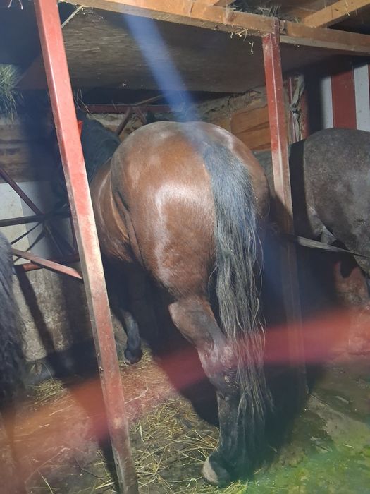 Vând iapă de 4 ani