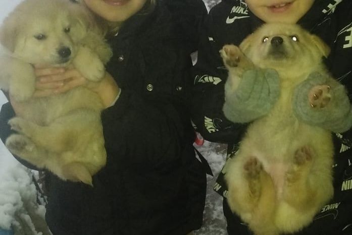 Отдам щенят сосновый бор