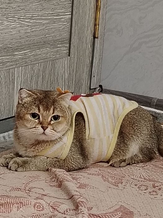 Британская короткошёрстная золотистого окраса.