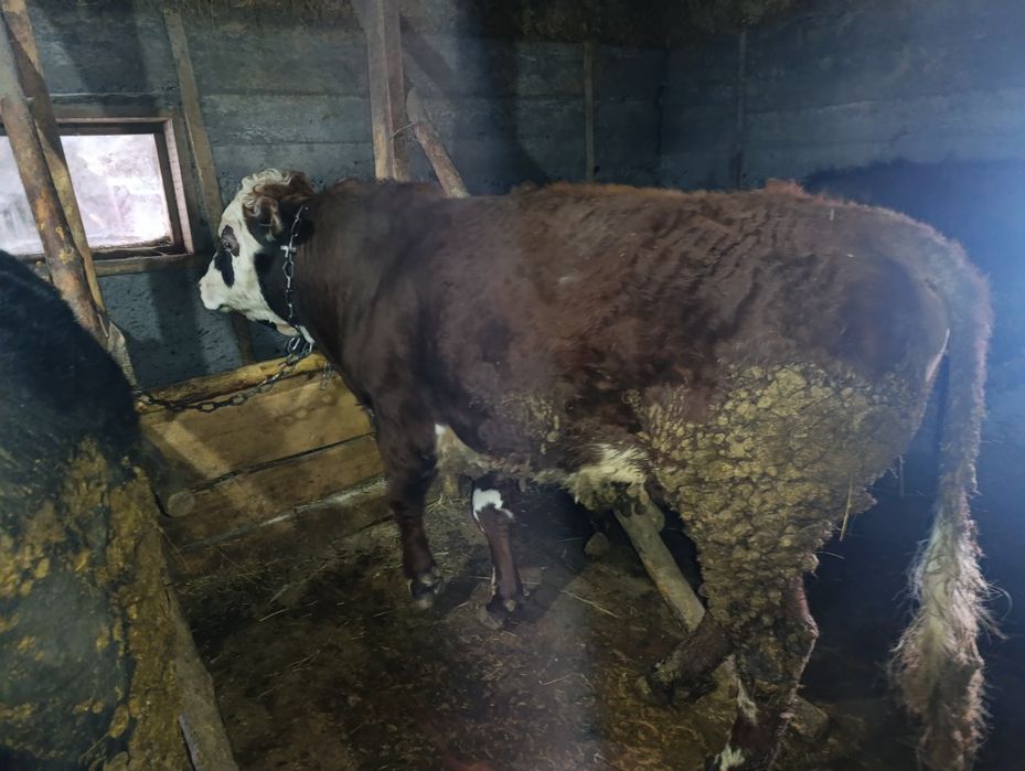 Бычки есть на продажу