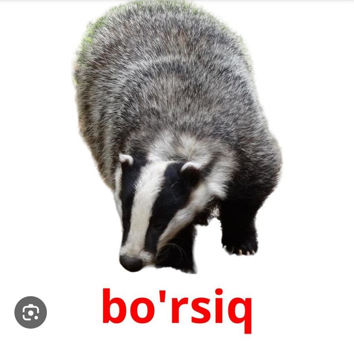 Bõrsiq yog'i/Бу'рсик, йог'и/It yog'i