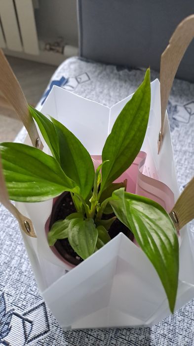 Продам живые красивые цветы