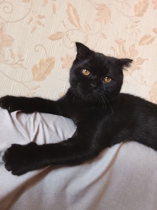 5 месяцев ищет любящих хозяев