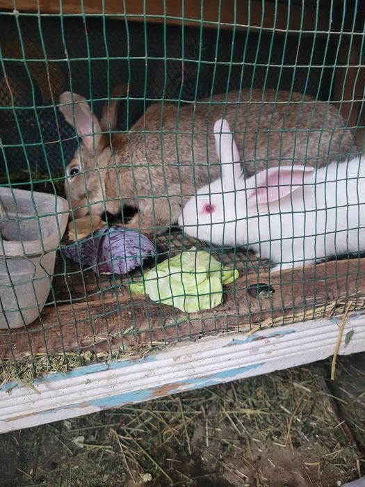 Крольчата шести недельные здоровые , трех окрасов