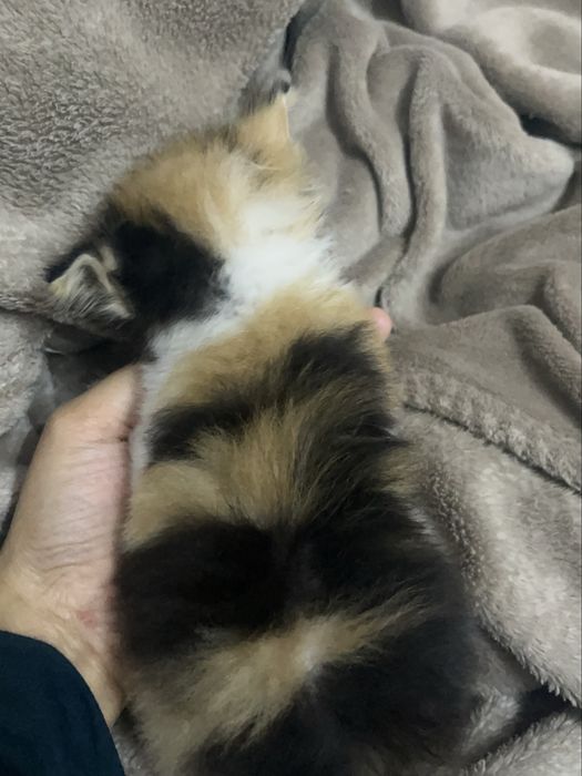 Отдам котенка в добрые руки девочка