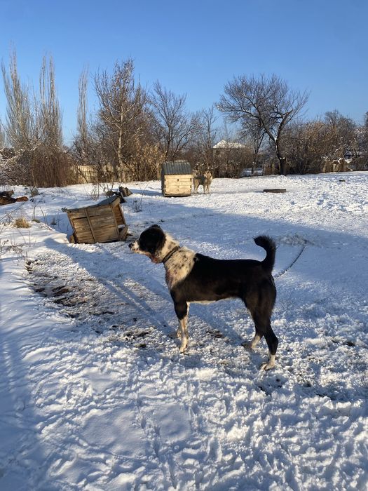 Алабй ит тумаған