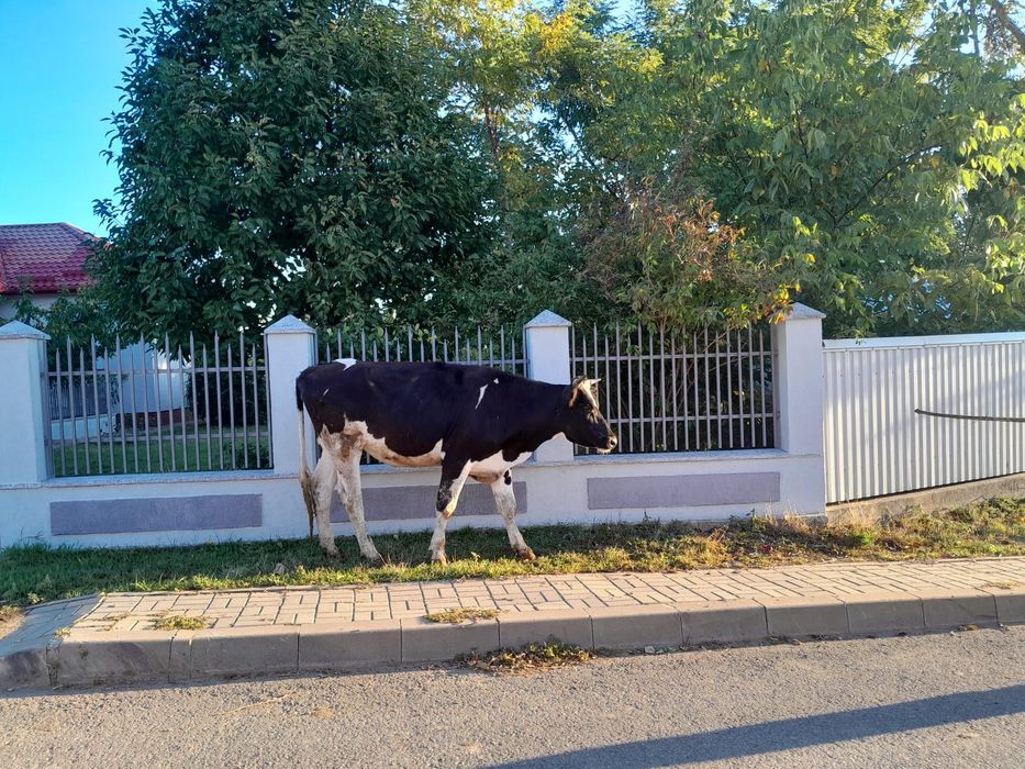 Vițică de 1 an și 6 luni