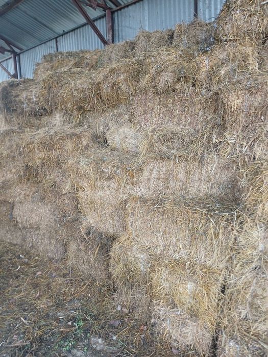 Vând baloti lucerna și coceni