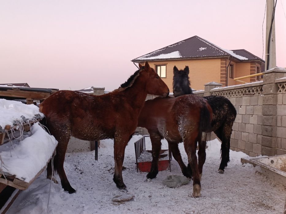 Тай, Қосшыда тұр.Тайлар.