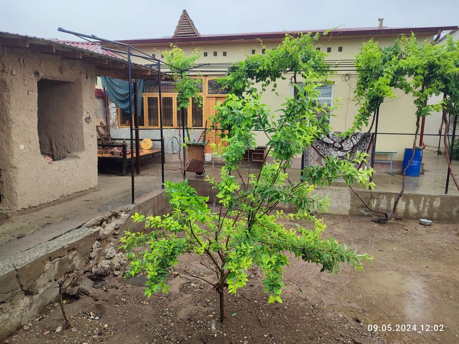 Hovli katej sotiladi