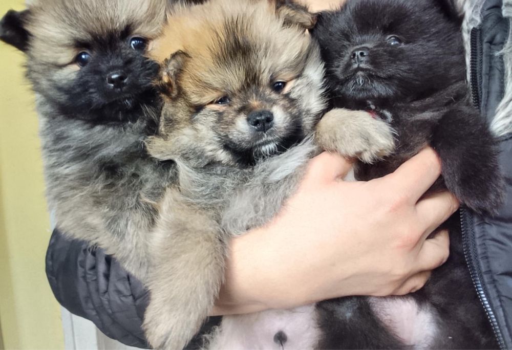 Померан продавам 4 бр 2 мъжки и 2 женски