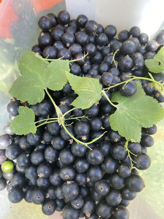 Продаётся дача  в САДОВОДЕ