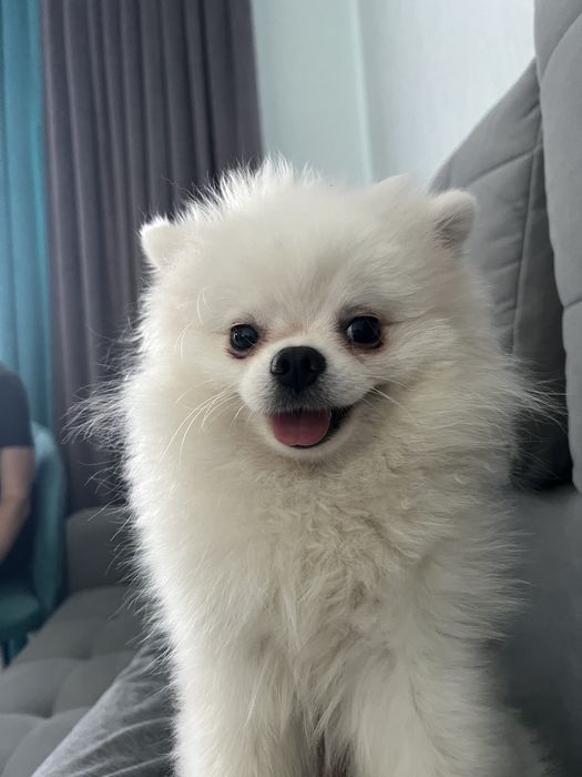 Шпиц померанский ищет невесту Родословная все документы имеются