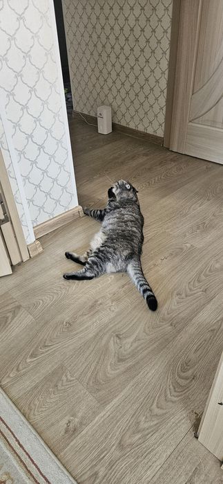 Отдам даром Кошку