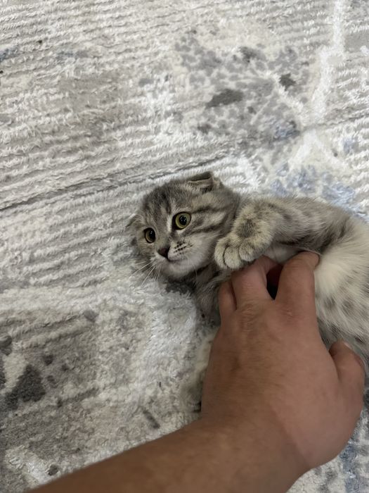 Кошка скоттиш фолд