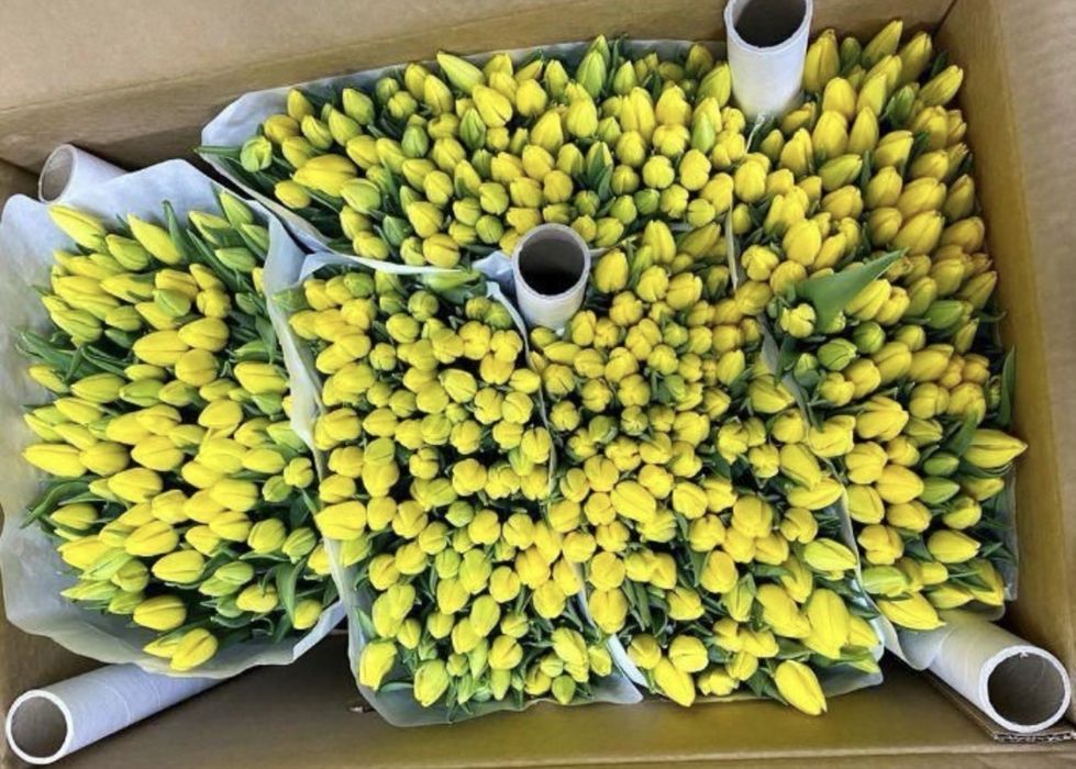 Тюльпаны к 8 марта | Свежие тюльпаны