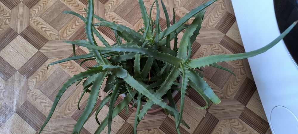 Алоэ взрослый лечебный