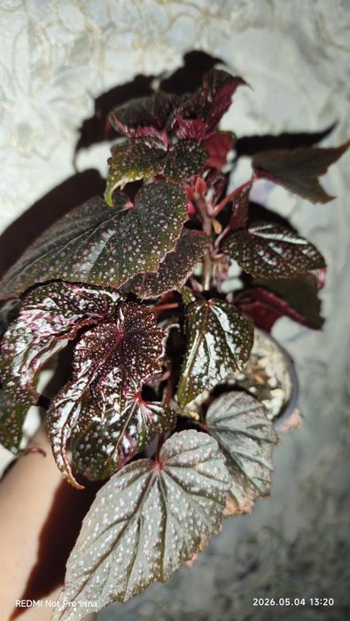Бегония сорт"'Cracklin Rosie" продажа