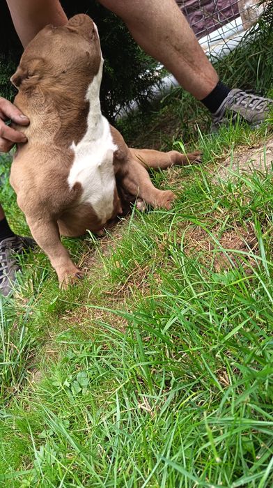 Femela American Bully Micro