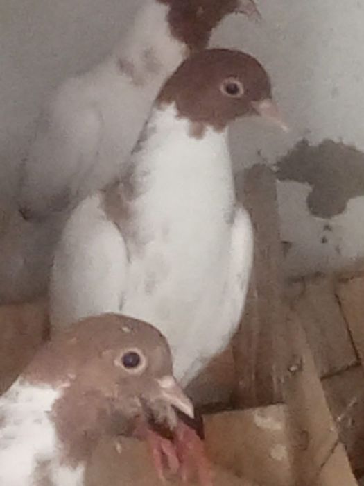 Высоколётные голуби