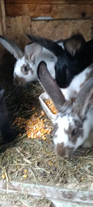 Iepuri de casa diferite rase