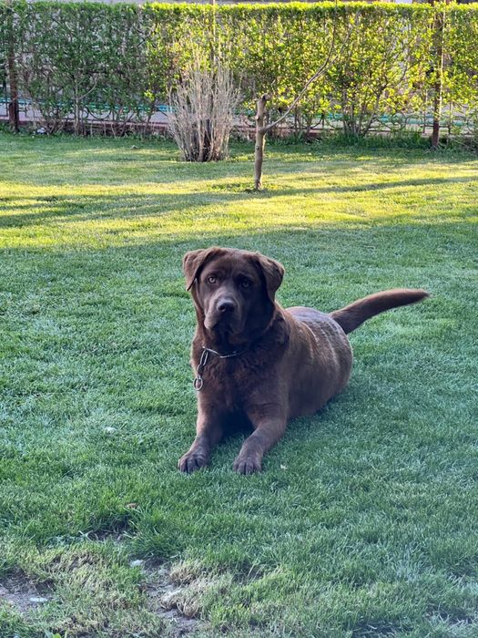 Продам лабрадора