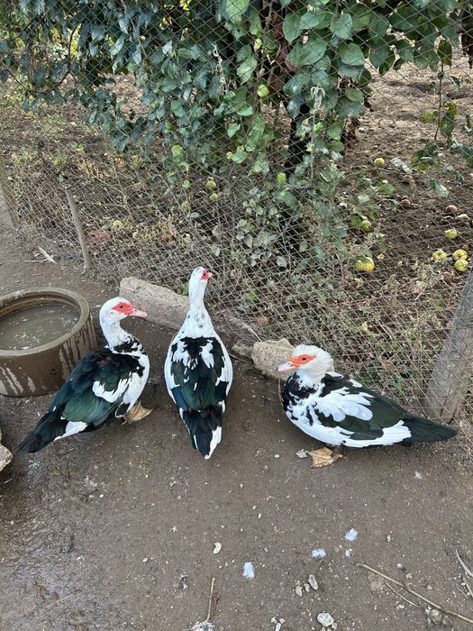 Pasari de tara de vanzare , rate gaini si gaini pitice motate barboase