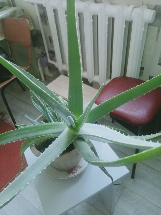 Продам алоэ лечебный