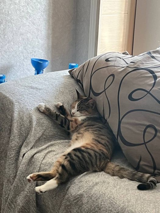 Кошка даётся бесплатно