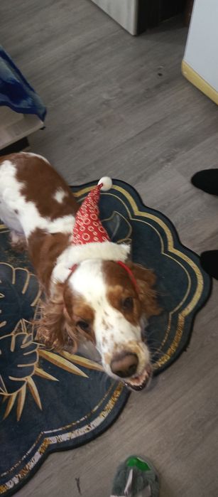 Вязка Английский кокер