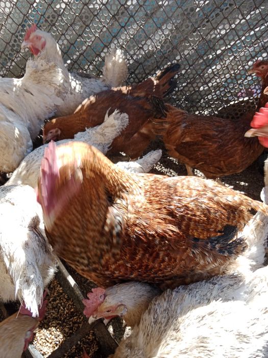 Петухи Бильфелдер