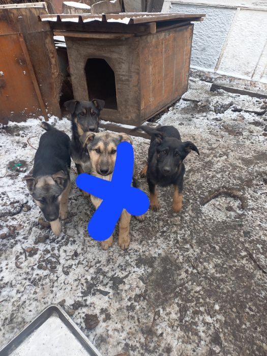 Овчарка породы бесплатно