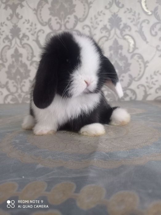 Karlik barang minilop splitlar