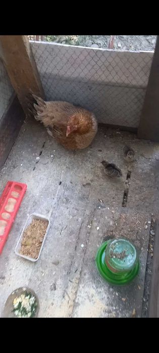Продам квочку с 2 павлинятами