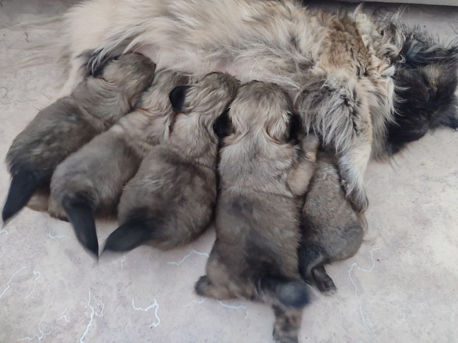 Продаются щенки пикинеса.