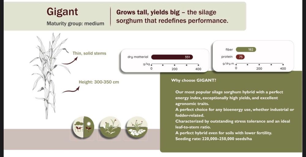 Samanta sorg de siloz/samanta sorg de sudan