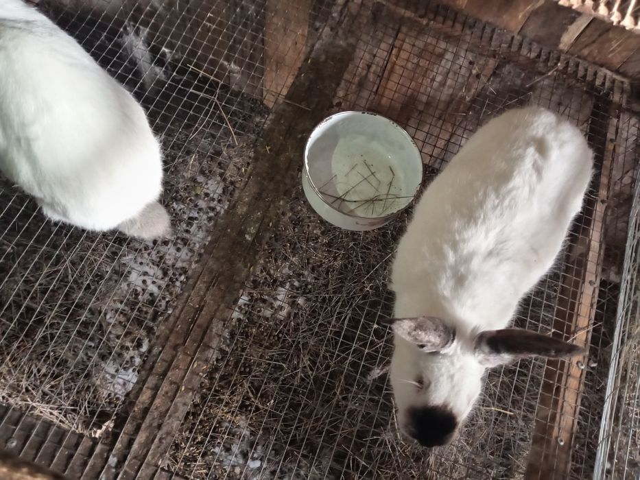 Кролики калифорния