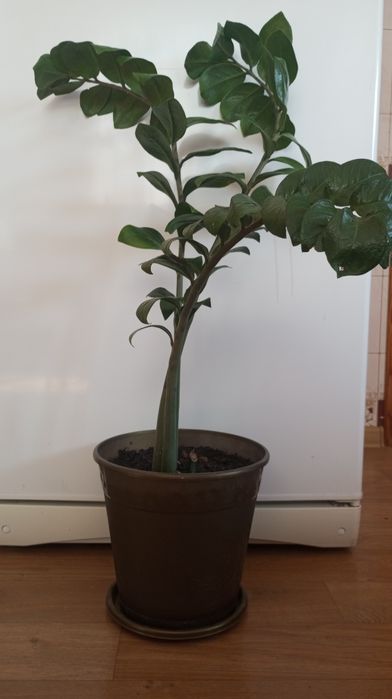 Продам долларовое дерево