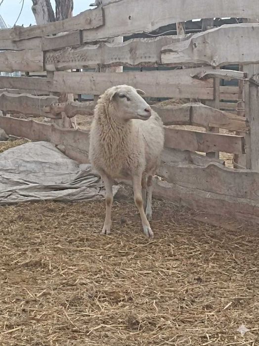 Овцы Катумские овцематки