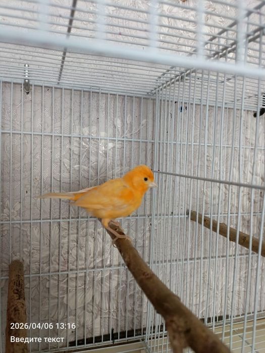 Молодая канарейка