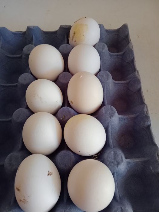 Ouă ptr incubat de găini italiene.