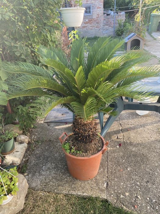 Palmier Cycas revoluta