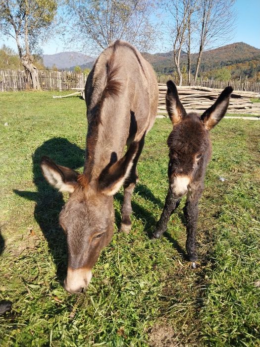 Lapte de măgăriță