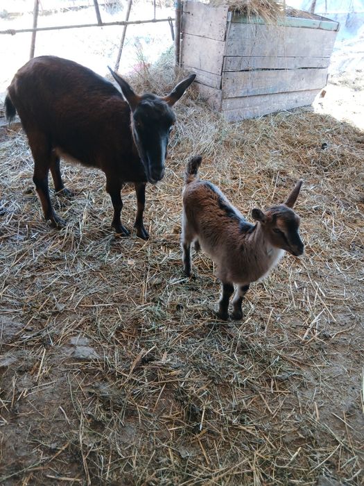 Vând capră  si ieduta alpina franceză