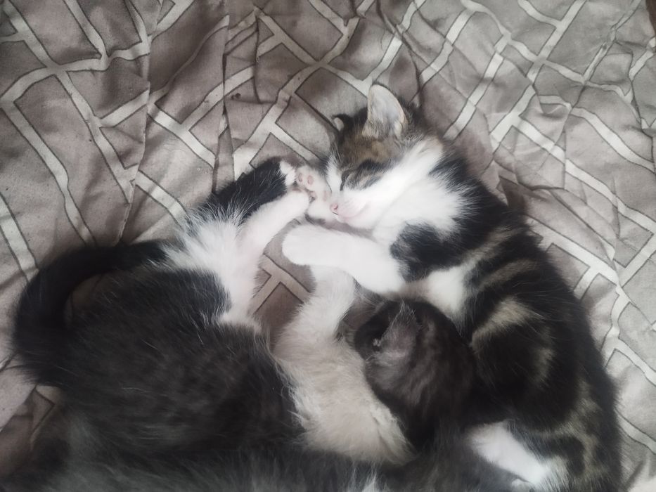 отдам котят в добрые руки