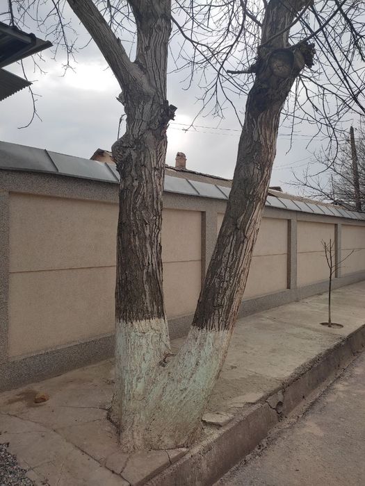 Продается орех под спил